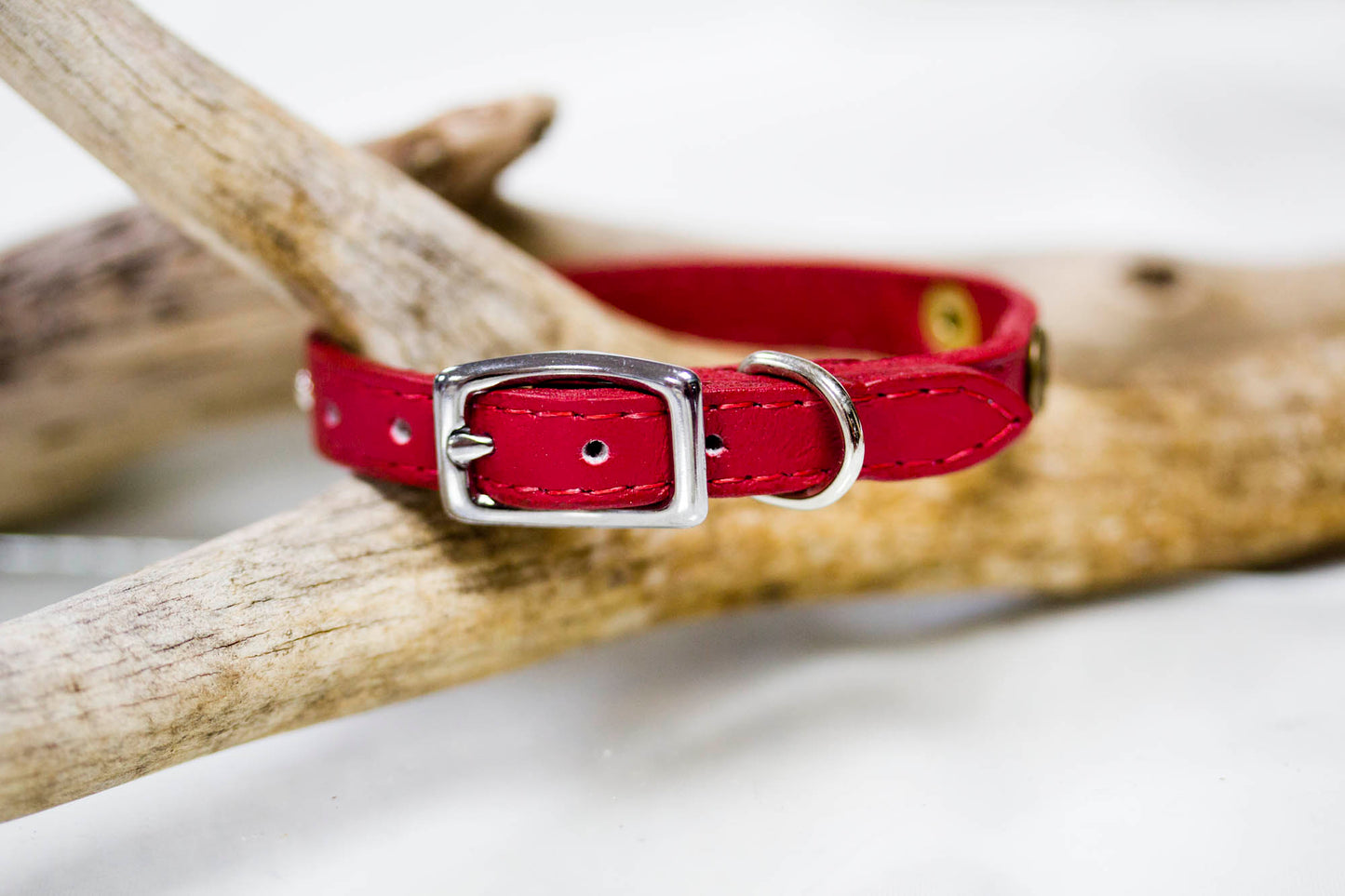 Tiny Leather Collar with 12 gauge concho and nickel spots and a personalized name plate